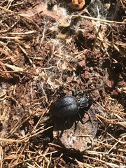 Scaphinotus interruptus