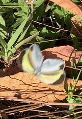 Eurema daira