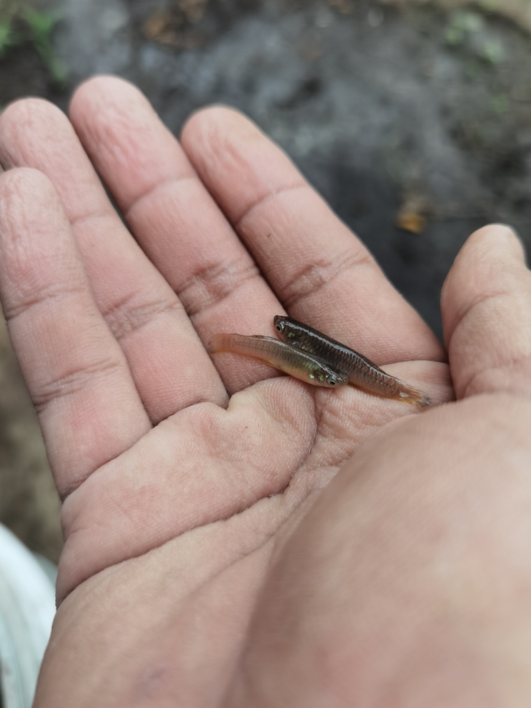 Soconusco gambusia (Brachyrhaphis hartwegi) — Poeciliidae