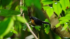 Symposiachrus trivirgatus bimaculatus