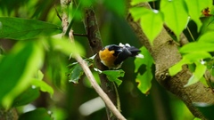 Symposiachrus trivirgatus bimaculatus