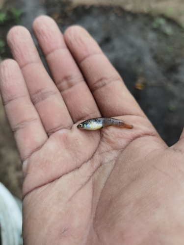 Soconusco gambusia (Brachyrhaphis hartwegi) — Poeciliidae — 3