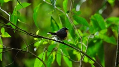 Symposiachrus trivirgatus bimaculatus