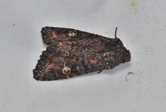 Neumichtis spumigera