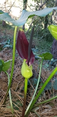 Arum palaestinum