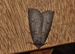 Paralaea chionopasta