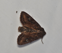 Neumichtis iorrhoa