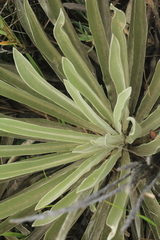 Espeletia boyacensis