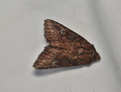 Neumichtis spumigera