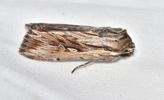 Persectania dyscrita