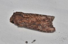 Neumichtis spumigera