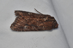 Neumichtis spumigera