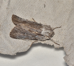 Dasygaster epipolia