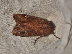 Neumichtis iorrhoa