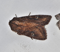 Neumichtis iorrhoa