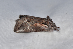 Gallaba eugraphes