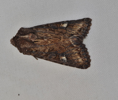 Neumichtis spumigera