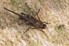 Falconius planitarsus