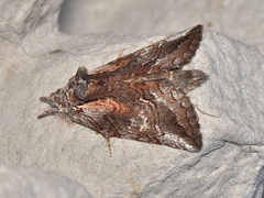 Gallaba eugraphes