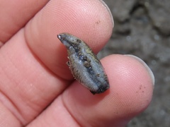 Tandonia budapestensis