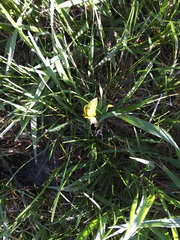 Lilieae
