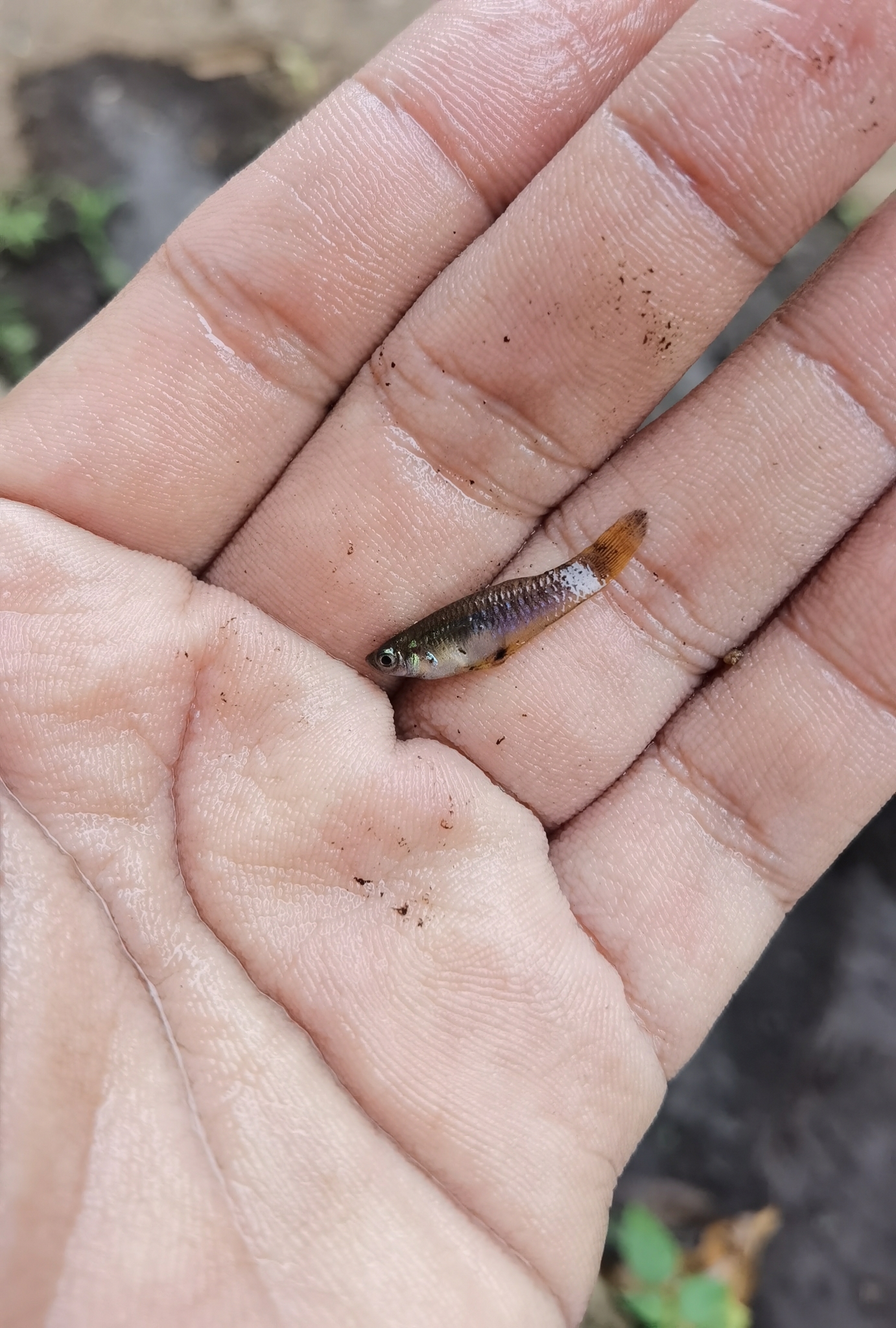 Soconusco Gambusia photo 2