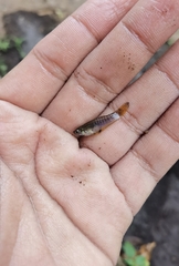 Brachyrhaphis hartwegi