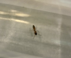 Opisthopsis
