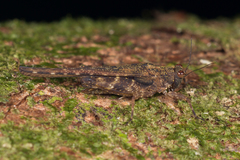 Falconius planitarsus