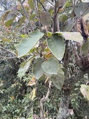 Cordia dichotoma