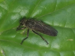 Epipamponeurus americanus