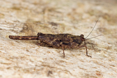 Falconius planitarsus