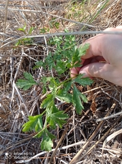 Apium prostratum filiforme