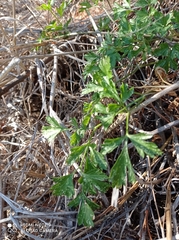 Apium prostratum filiforme