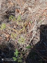 Apium prostratum filiforme