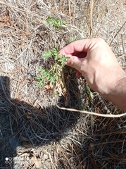 Apium prostratum filiforme