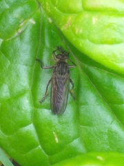 Epipamponeurus americanus