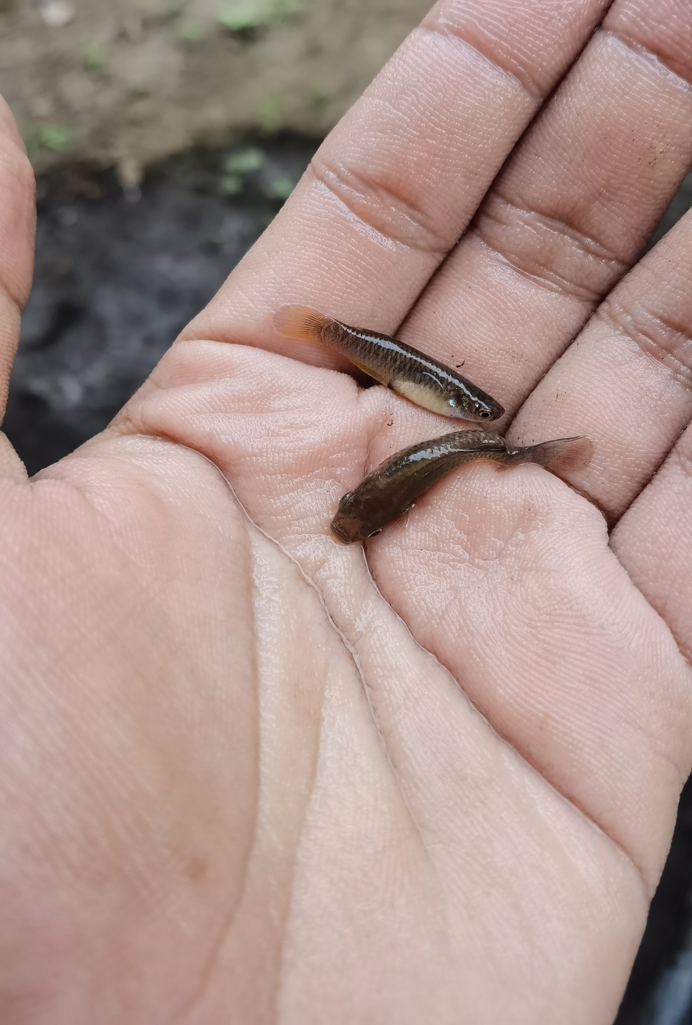 Soconusco Gambusia photo 3