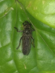 Epipamponeurus americanus