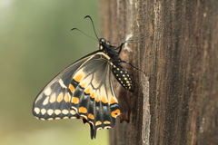 Papilio polyxenes americus