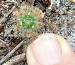 Drosera micrantha
