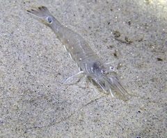 Crangon nigromaculata