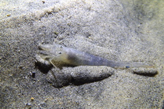 Crangon nigromaculata