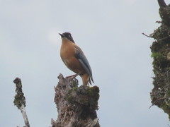 Heterophasia capistrata