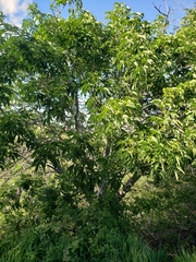 Aesculus californica