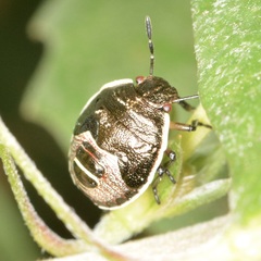 Menida