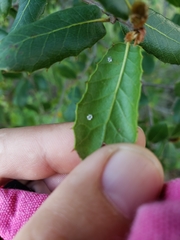 Insecta