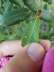 Insecta