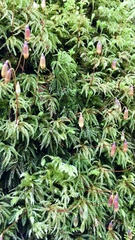 Leucolepis
