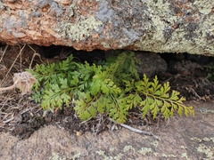 Asplenium aethiopicum